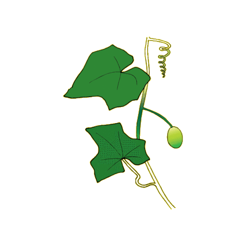 JenniferWester giphygifmaker foraging jenniferwester wild cucumber Sticker