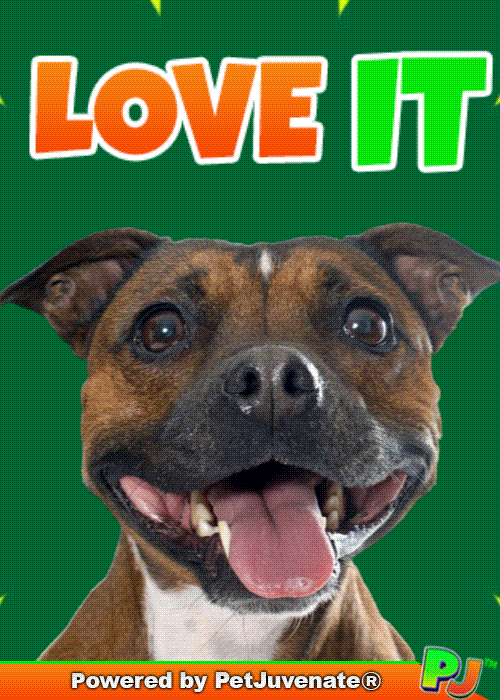 PetJuvenate petjuvenate henlo hooman fren love rescue dogs treatos and woofer for pupper GIF