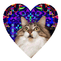 Cute Cats Swipe Up Sticker by Kesha