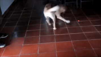 Cute Dog Goes Crazy Over Laser Pointer