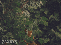 Buffalo Wing Forest GIF by Zaxby's