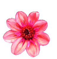 Flower Indie Sticker by bb sway