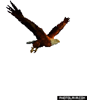 eagle flying STICKER
