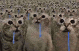 Cat Catching GIF