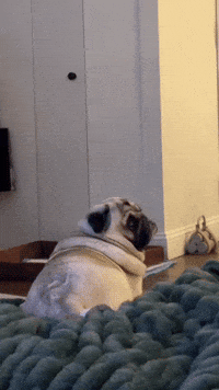 FrankieDoesNY what huh now pug GIF