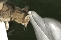 attention please GIF