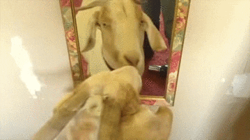 Goat Kiss GIF