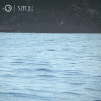 Pbs Nature Study GIF by Nature on PBS
