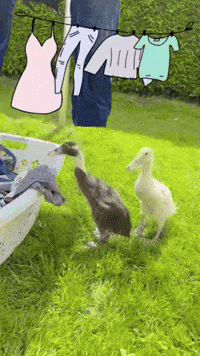 Duck Laundry GIF