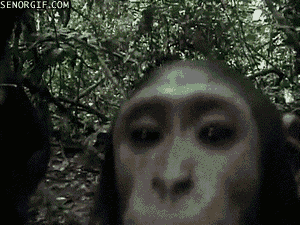 monkey camera GIF by Cheezburger