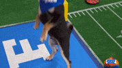 Hungry Football GIF by Puppy Bowl