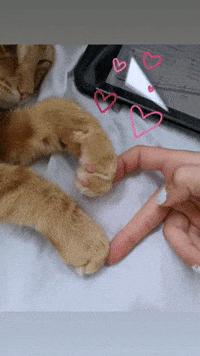 Cat Bff GIF