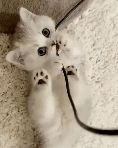 Rishabh258 giphyupload GIF