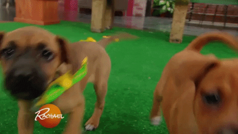 excited puppy love GIF by Rachael Ray Show