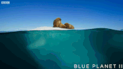bbc one ocean GIF by BBC
