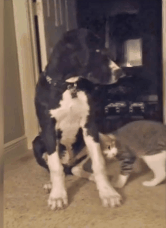 love animals being jerks asshole GIF