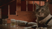 Cat Drinking GIF