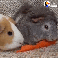 hamsters eating GIF by The Dodo