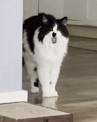 Tired Cat GIF