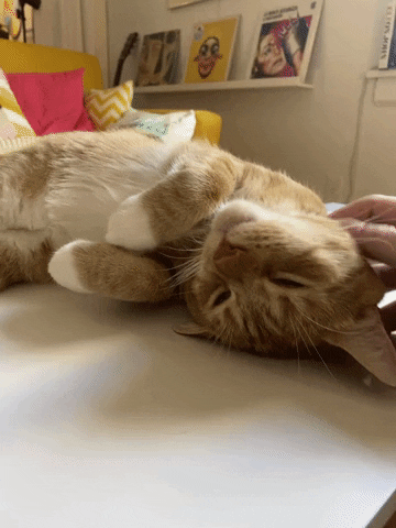 Cat purring peacefully
