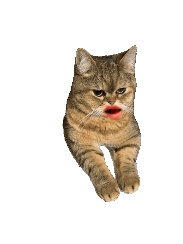 Cat Fu Sticker