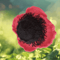 Remembrance Day GIF by TeaCosyFolk