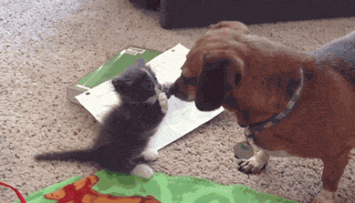 Dogs Kittens GIF