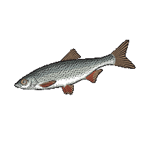 Poisson Sticker by Pecheur.com