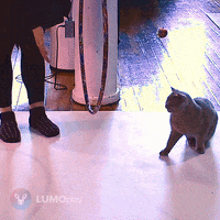 Fun Cats GIF by LUMOplay