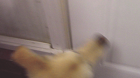 lonely dog GIF