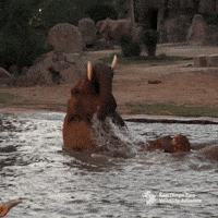 Wave Explore GIF by San Diego Zoo Wildlife Alliance