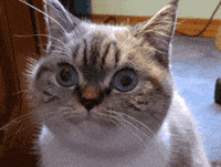 GIF by Silwale