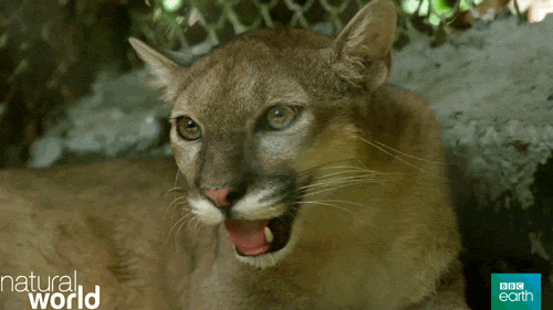 natural world cat GIF by BBC Earth
