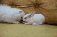 kitten smelling GIF