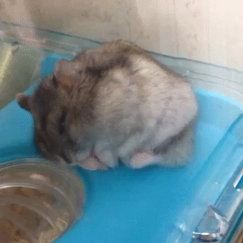 Video gif. A gray hamster sleeps in a ball on a ledge in its cage. It slowly slips and falls into a hole. 