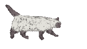 Cat Sticker