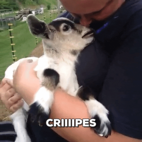 goat GIF by chuber channel