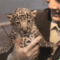 baby animals cats GIF by San Diego Zoo