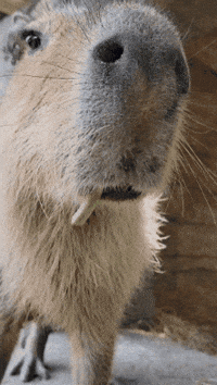 JohnBallZooGR nature eating yum goofy GIF