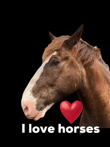 hakubaldwincenter giphyattribution hbc i love horses ilovehorses GIF
