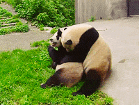 panda playing GIF