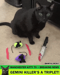 Black Cat Dexter GIF