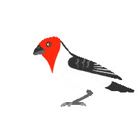 Bird Brazil Sticker by VJ Suave