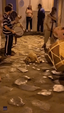 Dog Somehow Stays Serene Amid Brazilian Drumming