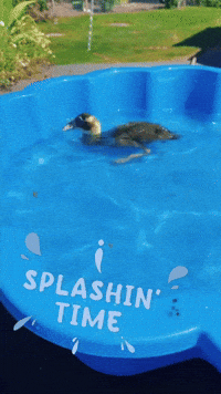 Summer Water GIF