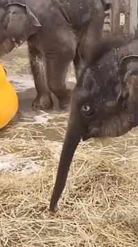Adorable Baby Elephant Brothers Test the Waters of First Bubble Bath