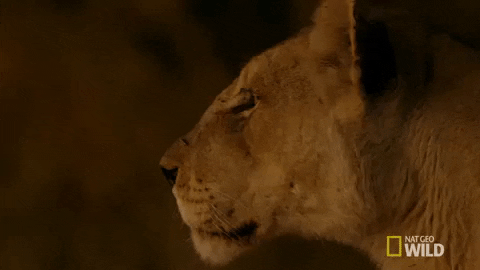 nat geo wild lioness GIF by Savage Kingdom