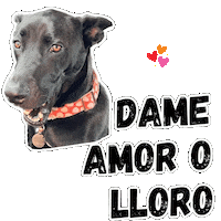 Dog Love Sticker by Vitalsaludkids