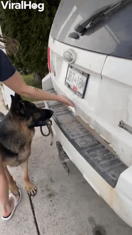 Cat Loves Going on Adventures with Dog