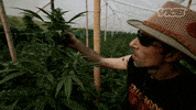 Weed Smelling GIF by VICE España